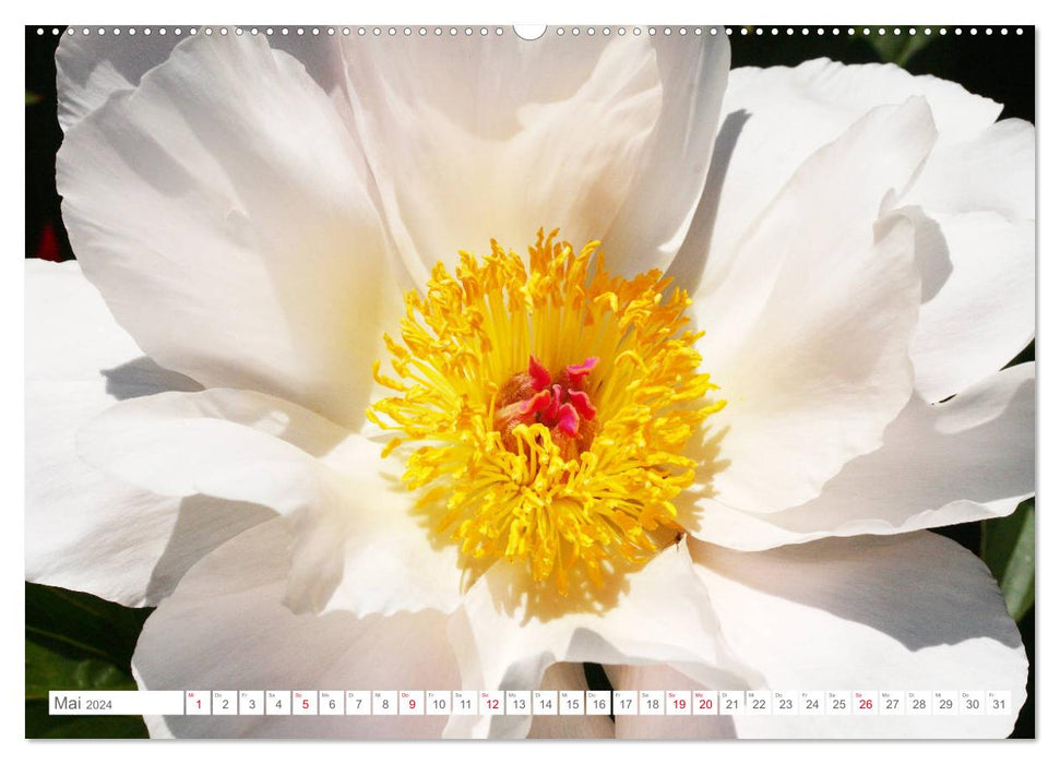 Pfingstrosenblüten (CALVENDO Wandkalender 2024)