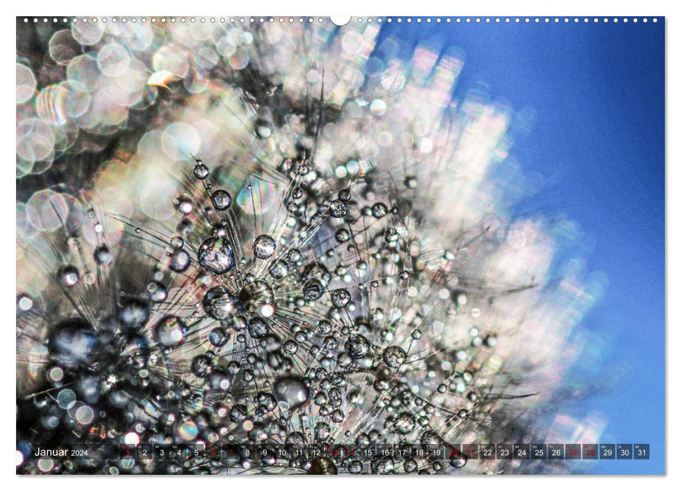 Dandelions in the morning dew (CALVENDO wall calendar 2024) 