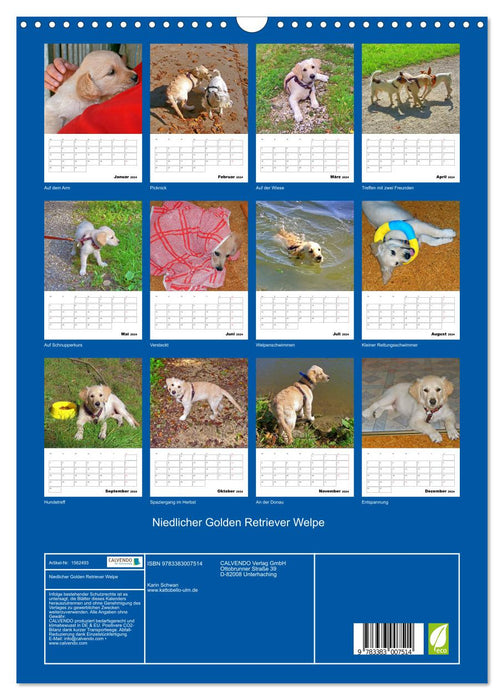 Cute Golden Retriever Puppy (CALVENDO Wall Calendar 2024) 