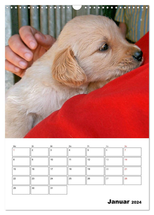 Cute Golden Retriever Puppy (CALVENDO Wall Calendar 2024) 