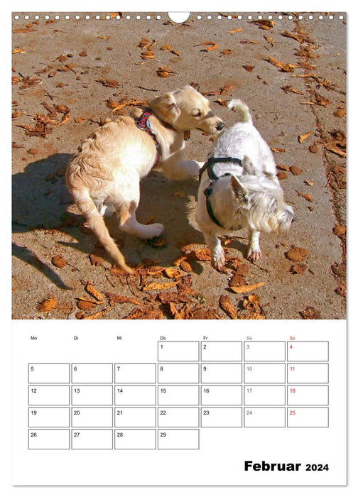 Cute Golden Retriever Puppy (CALVENDO Wall Calendar 2024) 