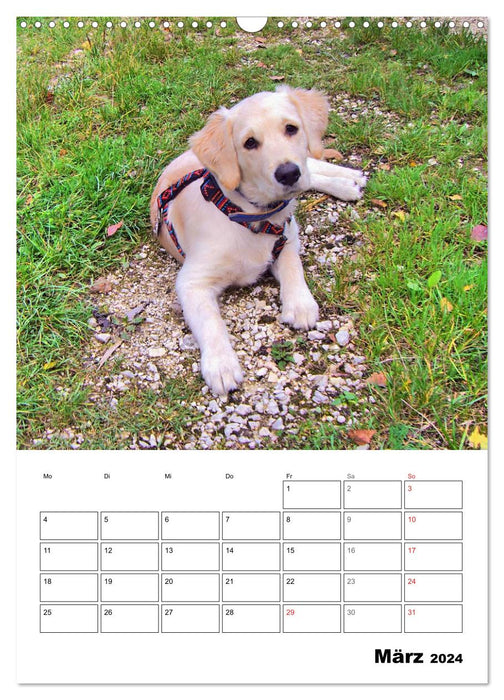 Cute Golden Retriever Puppy (CALVENDO Wall Calendar 2024) 