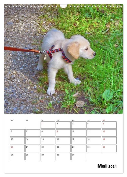 Niedlicher Golden Retriever Welpe (CALVENDO Wandkalender 2024)