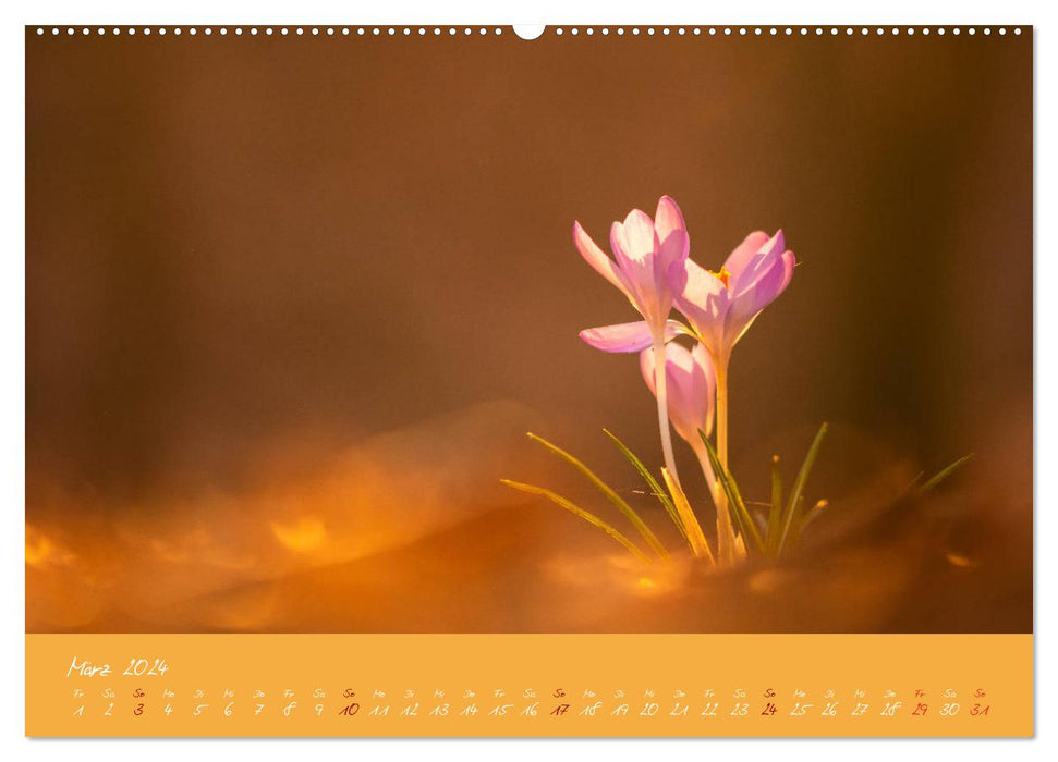 Colorful flower moments (CALVENDO Premium Wall Calendar 2024) 