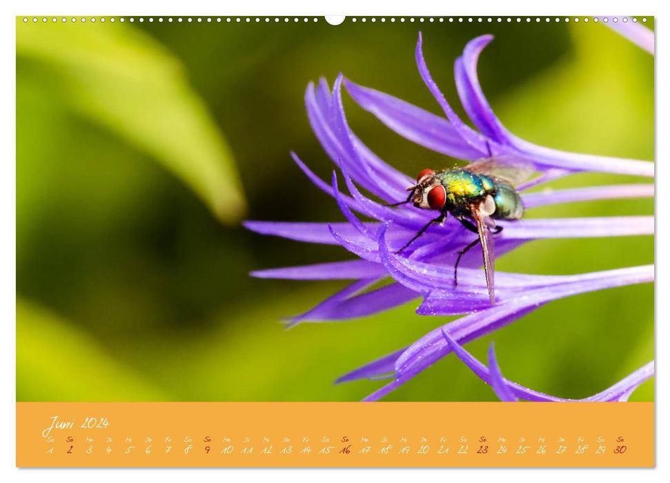 Farbenreiche Blumenmomente (CALVENDO Premium Wandkalender 2024)