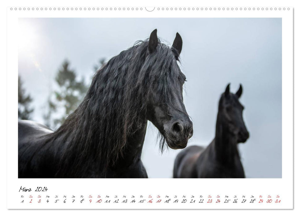 Friesen - stolze Giganten (CALVENDO Wandkalender 2024)