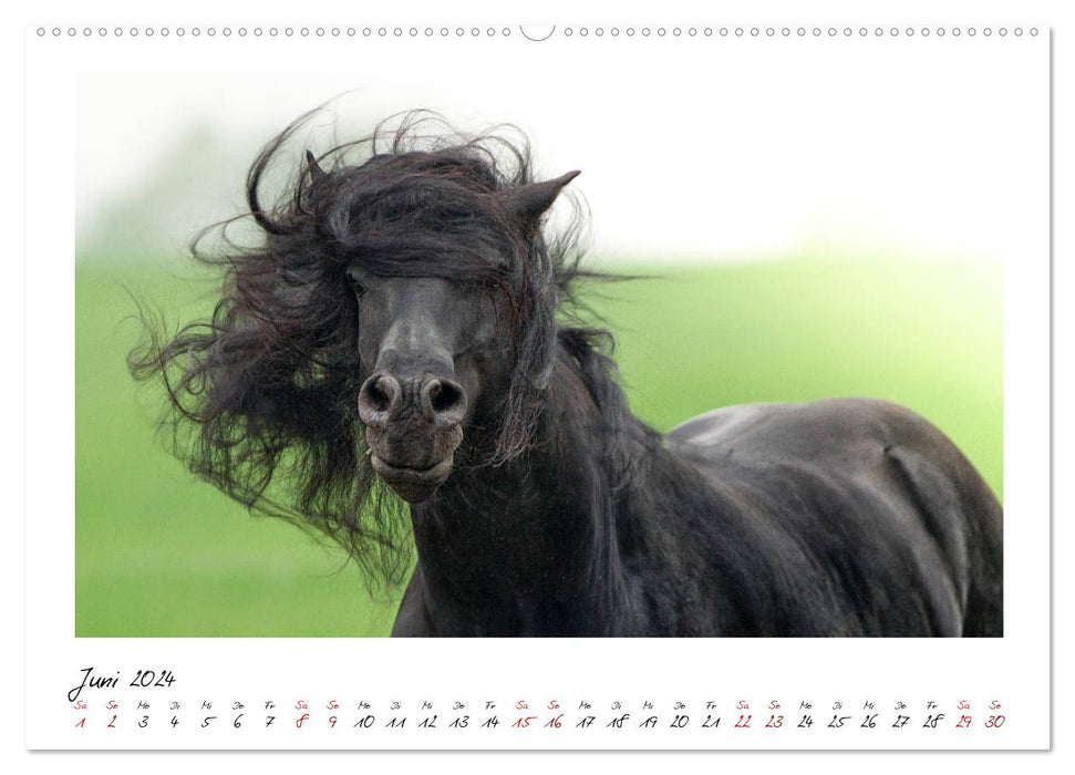 Frisians - proud giants (CALVENDO wall calendar 2024) 