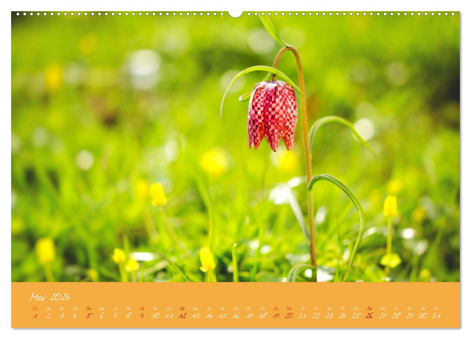 Farbenreiche Blumenmomente (CALVENDO Wandkalender 2024)