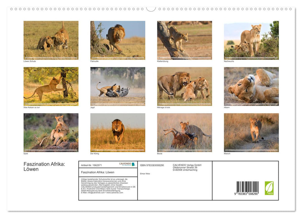 Fascination Afrique : Lions (Calvendo Premium Calendrier mural 2024) 