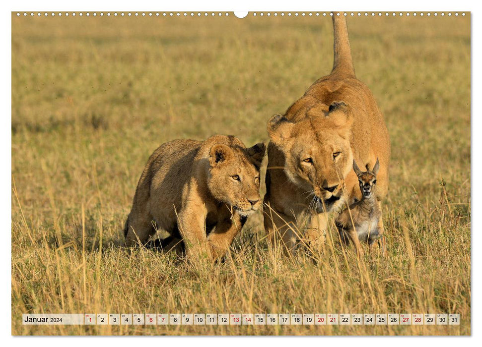 Faszination Afrika: Löwen (CALVENDO Premium Wandkalender 2024)