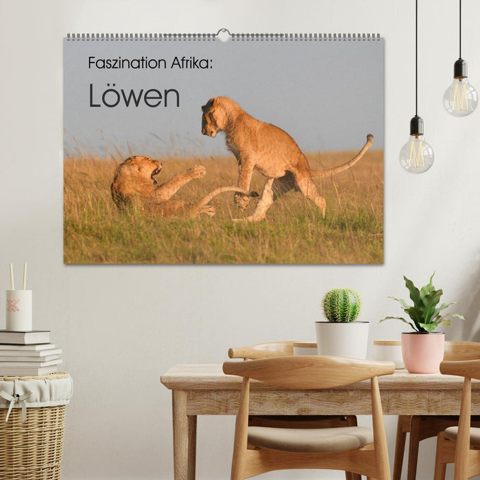 Fascination Africa: Lions (CALVENDO wall calendar 2024) 