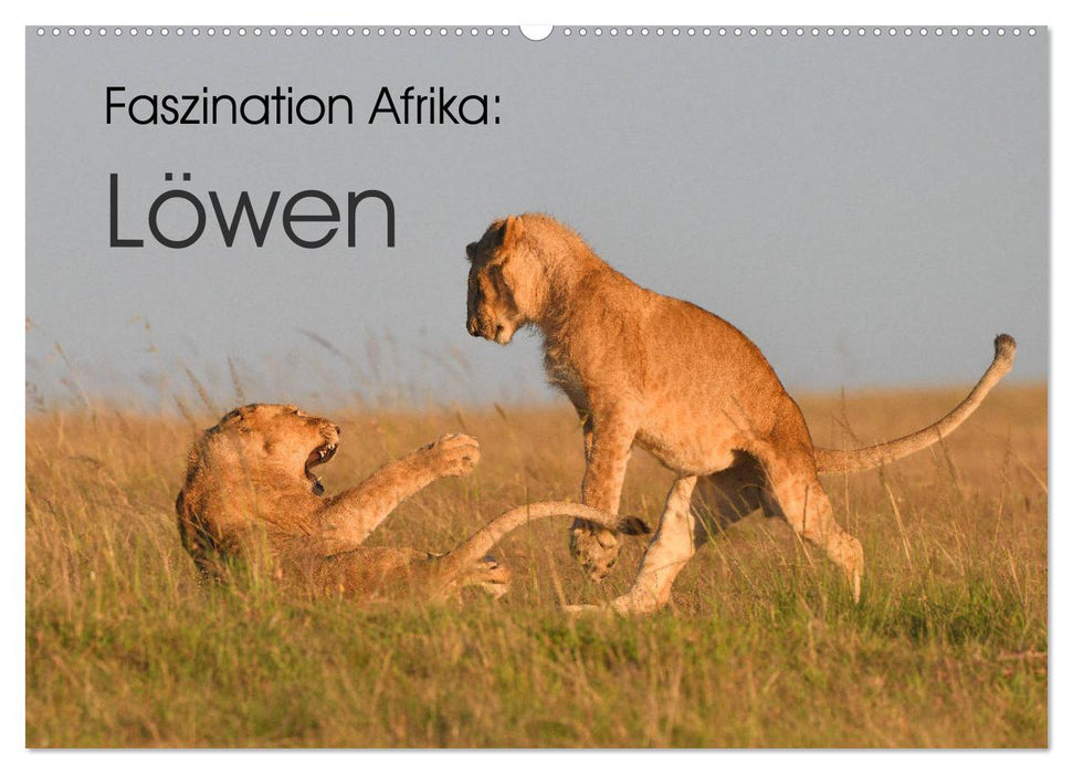 Faszination Afrika: Löwen (CALVENDO Wandkalender 2024)