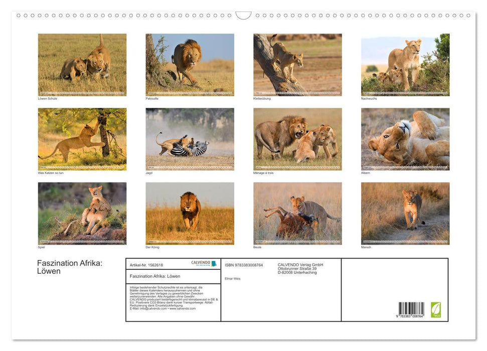 Fascination Africa: Lions (CALVENDO wall calendar 2024) 