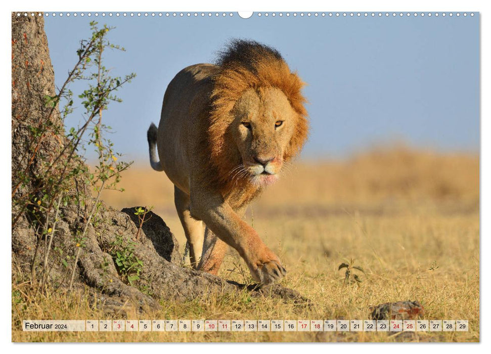 Fascination Afrique : Lions (Calendrier mural CALVENDO 2024) 