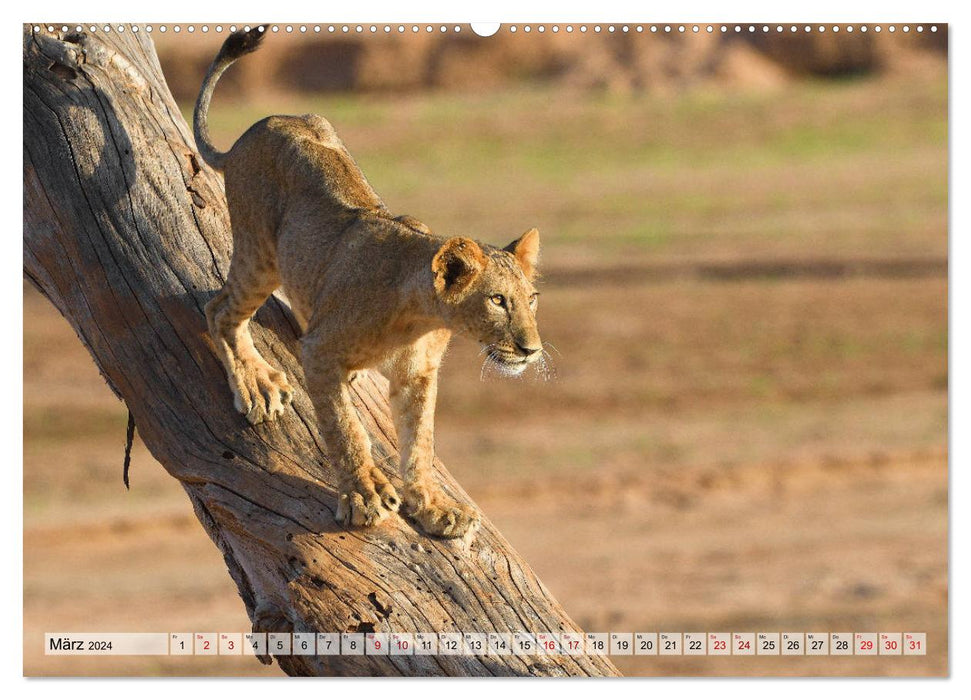 Fascination Afrique : Lions (Calendrier mural CALVENDO 2024) 