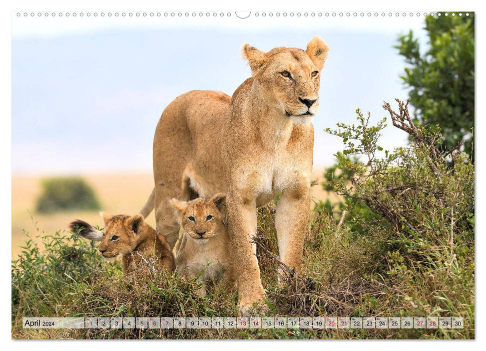 Fascination Africa: Lions (CALVENDO wall calendar 2024) 