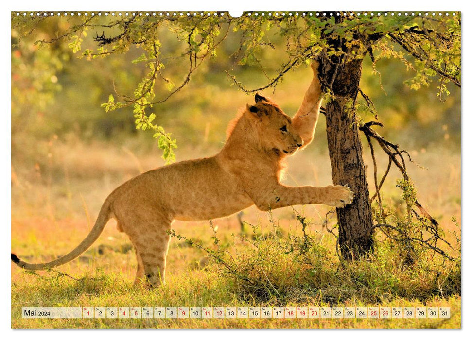 Fascination Afrique : Lions (Calendrier mural CALVENDO 2024) 