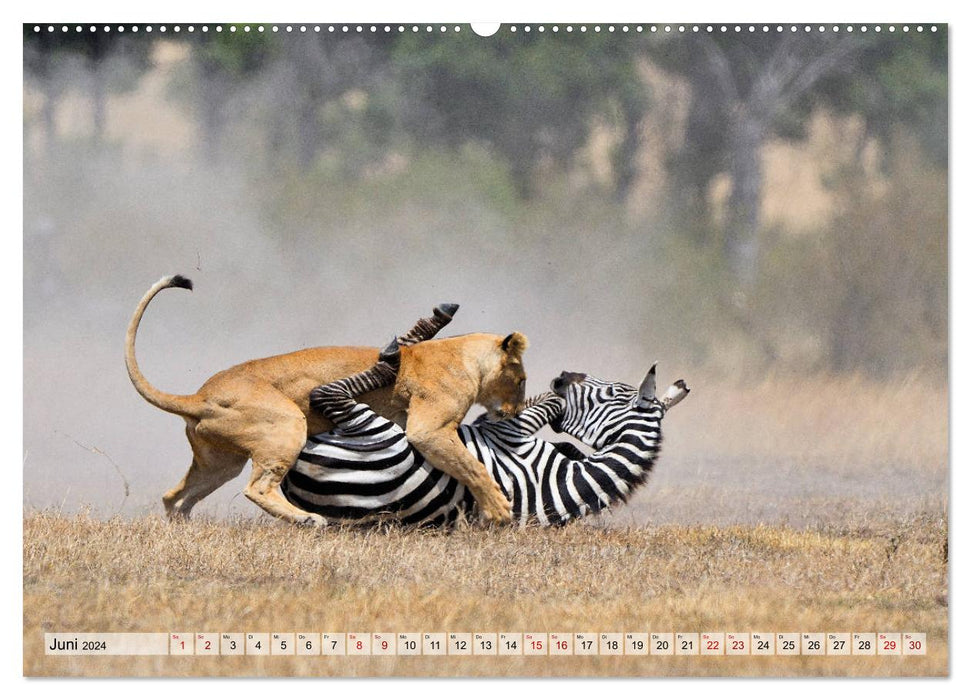 Fascination Africa: Lions (CALVENDO wall calendar 2024) 