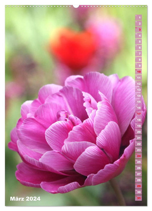 Colorful tulip splendor (CALVENDO Premium Wall Calendar 2024) 
