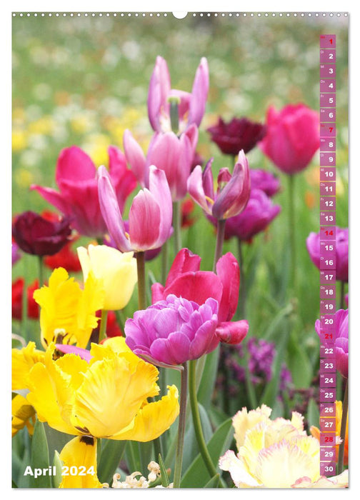 Splendeur colorée des tulipes (Calendrier mural CALVENDO Premium 2024) 
