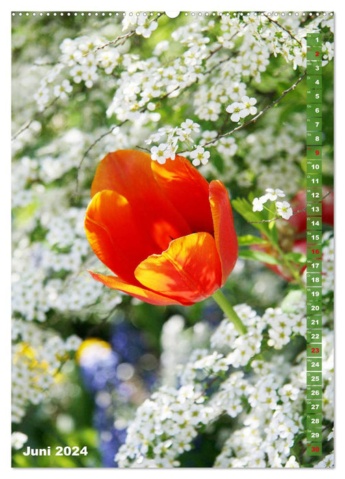Splendeur colorée des tulipes (Calendrier mural CALVENDO Premium 2024) 