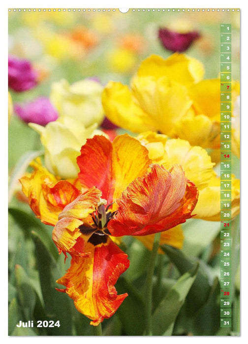 Bunte Tulpenpracht (CALVENDO Premium Wandkalender 2024)