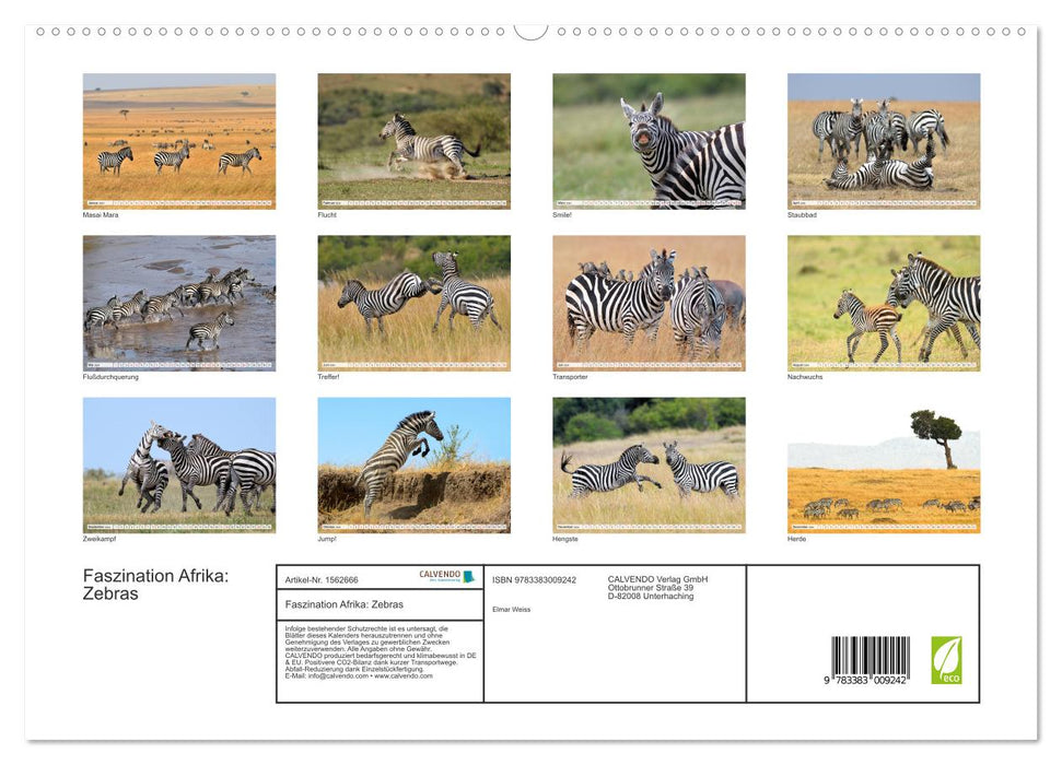 Fascination Africa : Zèbres (Calvendo Premium Calendrier mural 2024) 