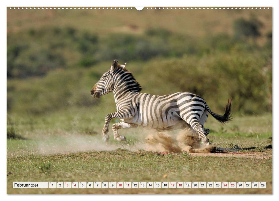 Fascination Africa : Zèbres (Calvendo Premium Calendrier mural 2024) 