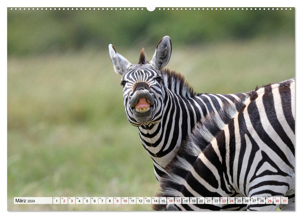 Faszination Afrika: Zebras (CALVENDO Premium Wandkalender 2024)