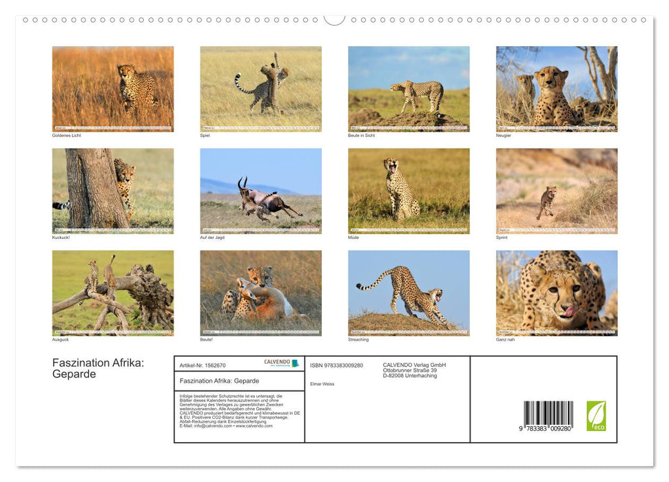 Fascination de l'Afrique : guépards (calendrier mural CALVENDO Premium 2024) 