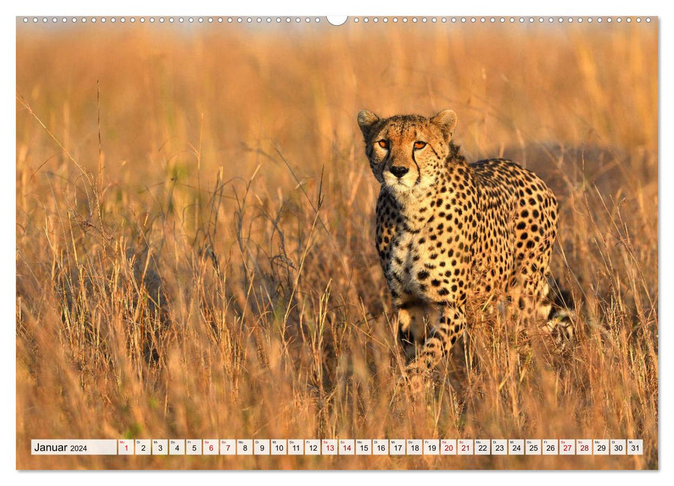 Fascination of Africa: Cheetahs (CALVENDO Premium Wall Calendar 2024) 