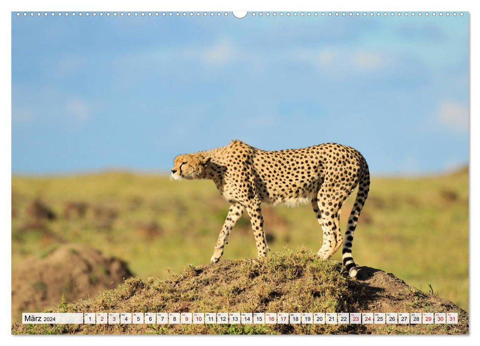 Fascination de l'Afrique : guépards (calendrier mural CALVENDO Premium 2024) 