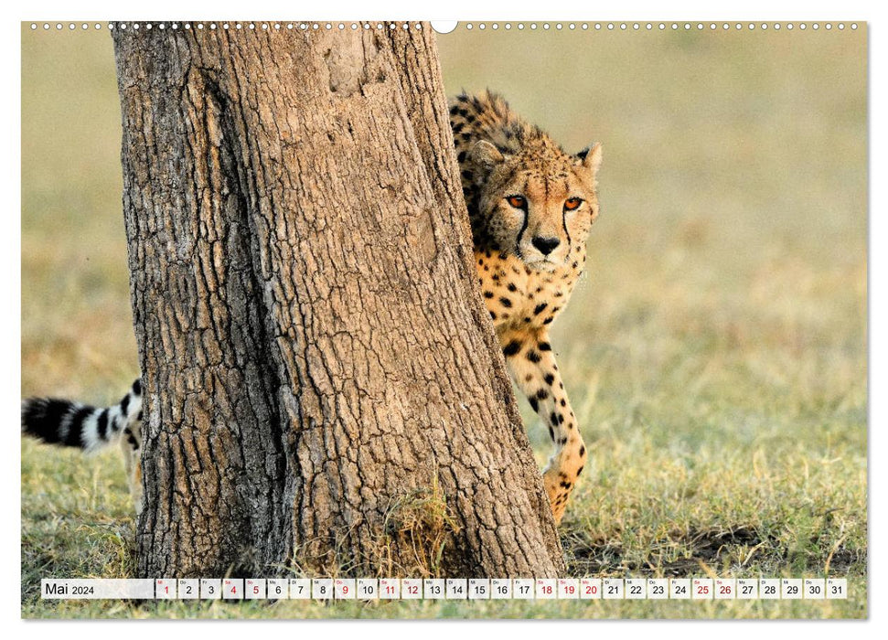 Fascination of Africa: Cheetahs (CALVENDO Premium Wall Calendar 2024) 