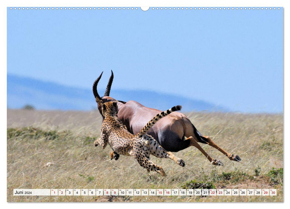 Fascination of Africa: Cheetahs (CALVENDO Premium Wall Calendar 2024) 