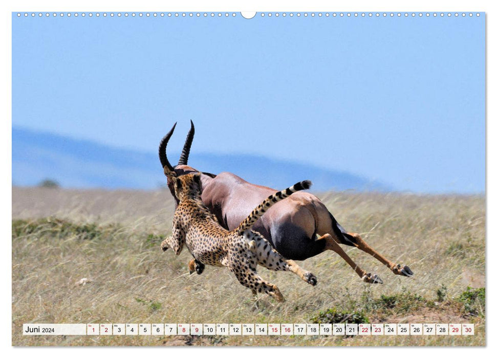 Faszinaton Afrika: Geparde (CALVENDO Premium Wandkalender 2024)