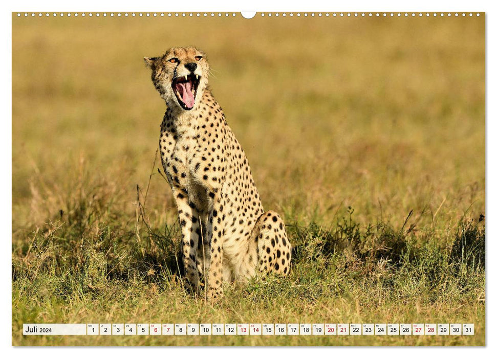 Fascination of Africa: Cheetahs (CALVENDO Premium Wall Calendar 2024) 