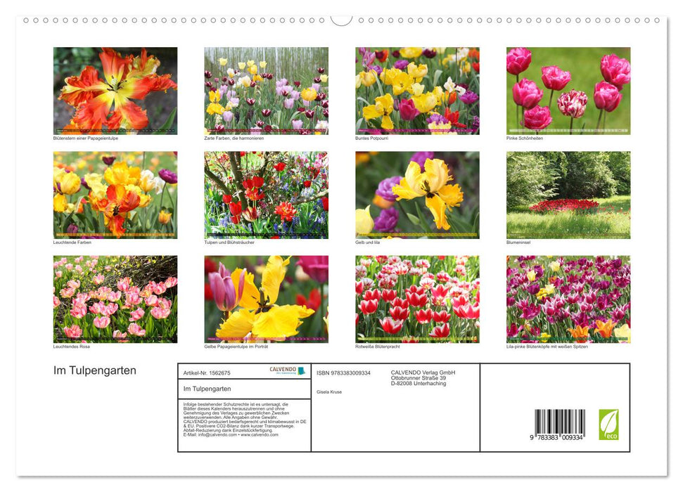 Dans le jardin de tulipes (Calendrier mural CALVENDO Premium 2024) 