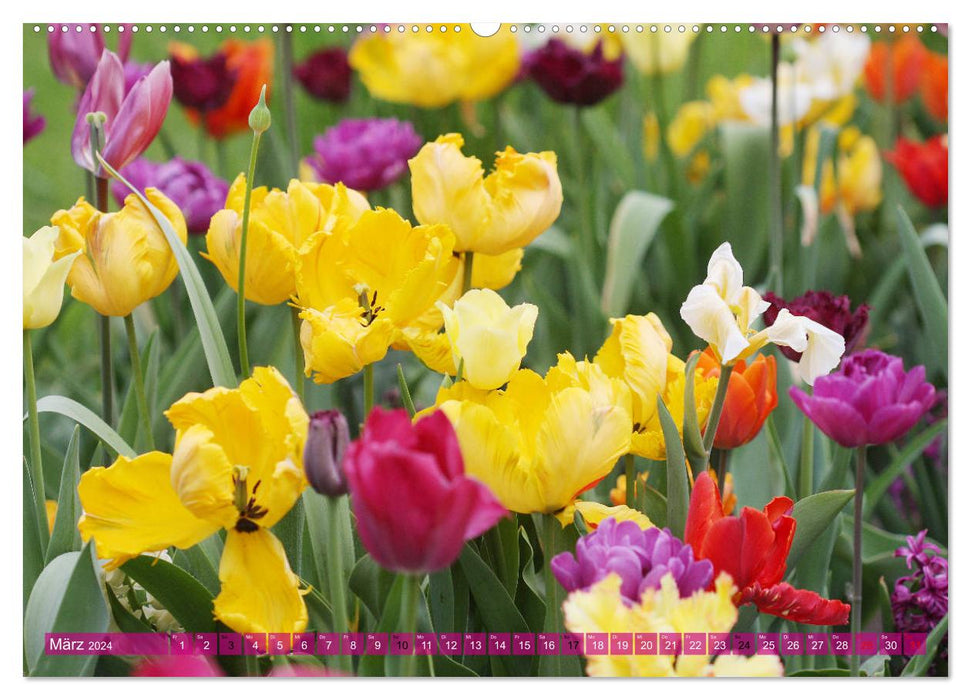 In the tulip garden (CALVENDO Premium Wall Calendar 2024) 