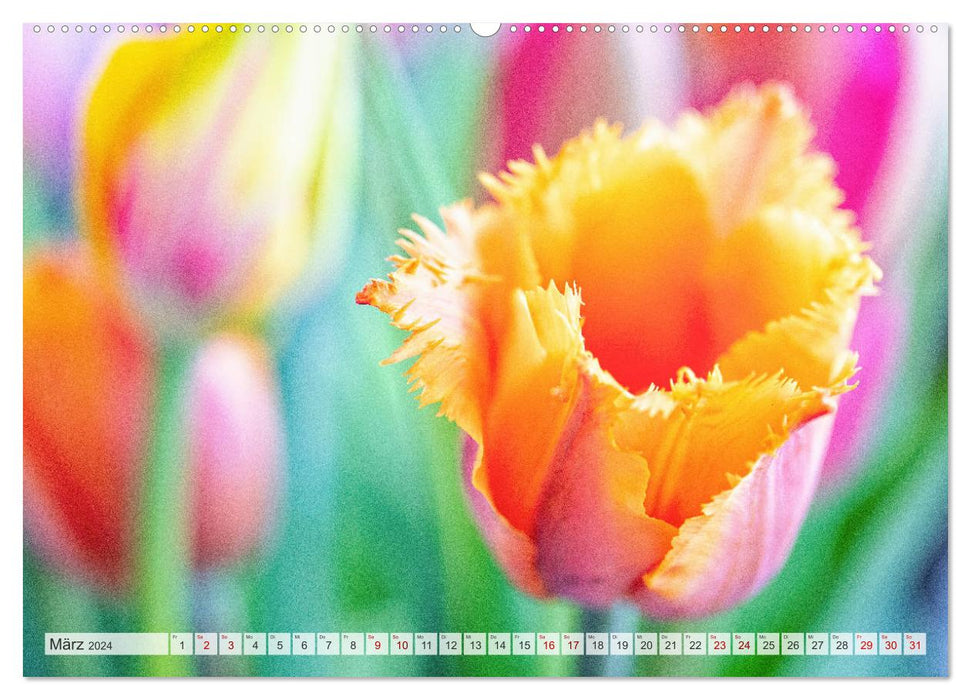 TULIPe Messager coloré du printemps (Calvendo Premium Wall Calendar 2024) 