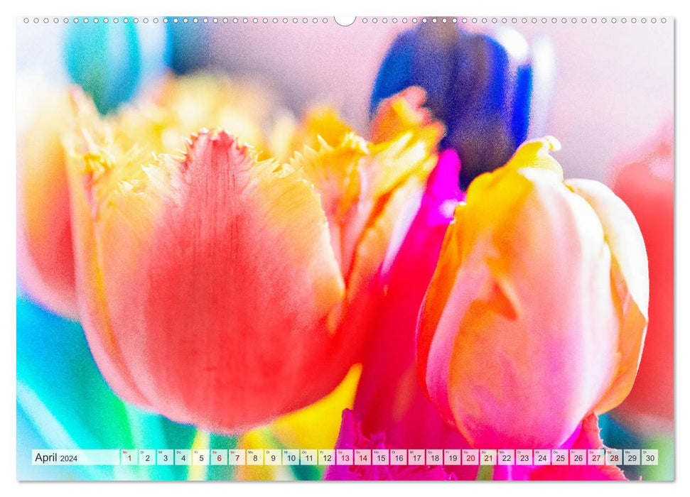 TULIP Colorful messenger of spring (CALVENDO Premium Wall Calendar 2024) 