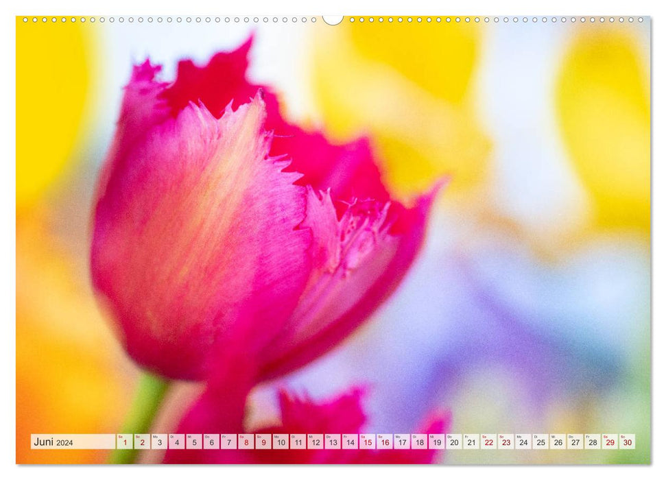 TULPE Farbenprächtige Frühlingsbotin (CALVENDO Premium Wandkalender 2024)