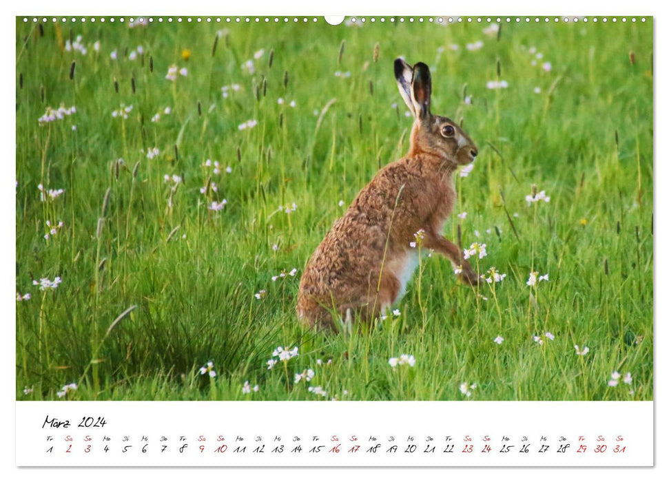 Im Jahreskreis der Wildbahn (CALVENDO Premium Wandkalender 2024)