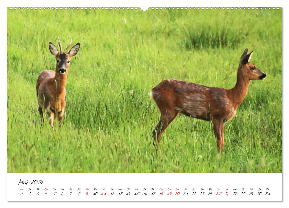 Dans le cycle annuel de la nature (Calendrier mural CALVENDO Premium 2024) 