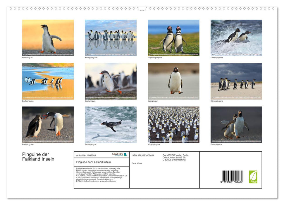Pingouins des îles Falkland (Calvendo Premium Wall Calendar 2024) 
