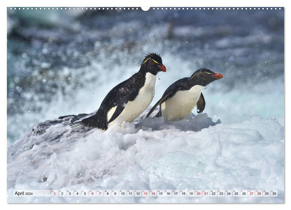 Pinguine der Falkland Inseln (CALVENDO Premium Wandkalender 2024)