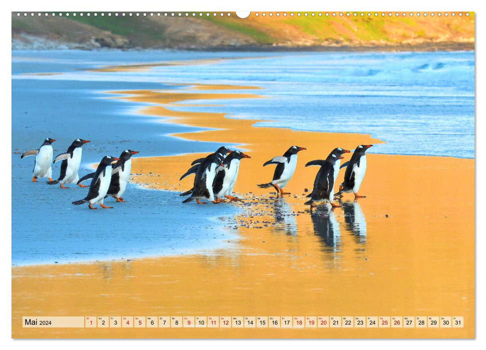 Pinguine der Falkland Inseln (CALVENDO Premium Wandkalender 2024)
