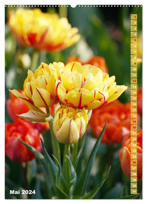 Bunte Tulpenpracht (CALVENDO Wandkalender 2024)