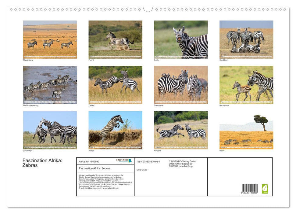 Faszination Afrika: Zebras (CALVENDO Wandkalender 2024)