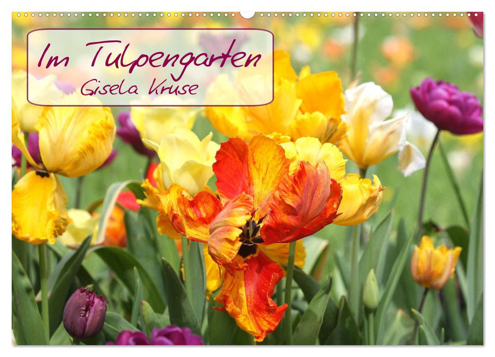 Dans le jardin des tulipes (Calendrier mural CALVENDO 2024) 