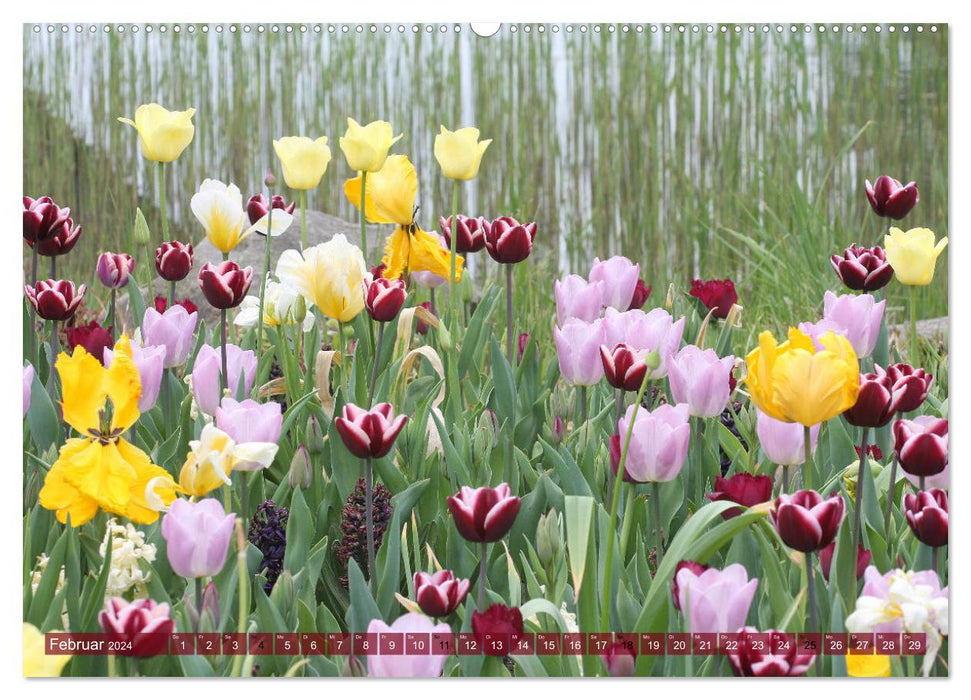 Dans le jardin des tulipes (Calendrier mural CALVENDO 2024) 